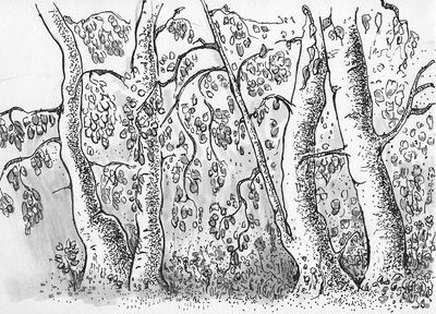 #tree #doodle
