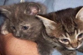 kittens.jpg